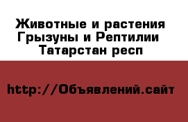 Животные и растения Грызуны и Рептилии. Татарстан респ.